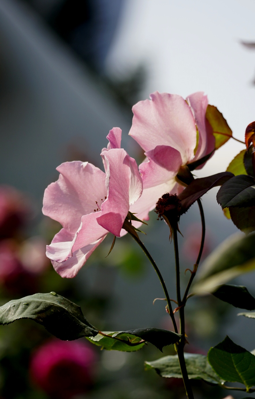 单瓣儿月季很灵秀