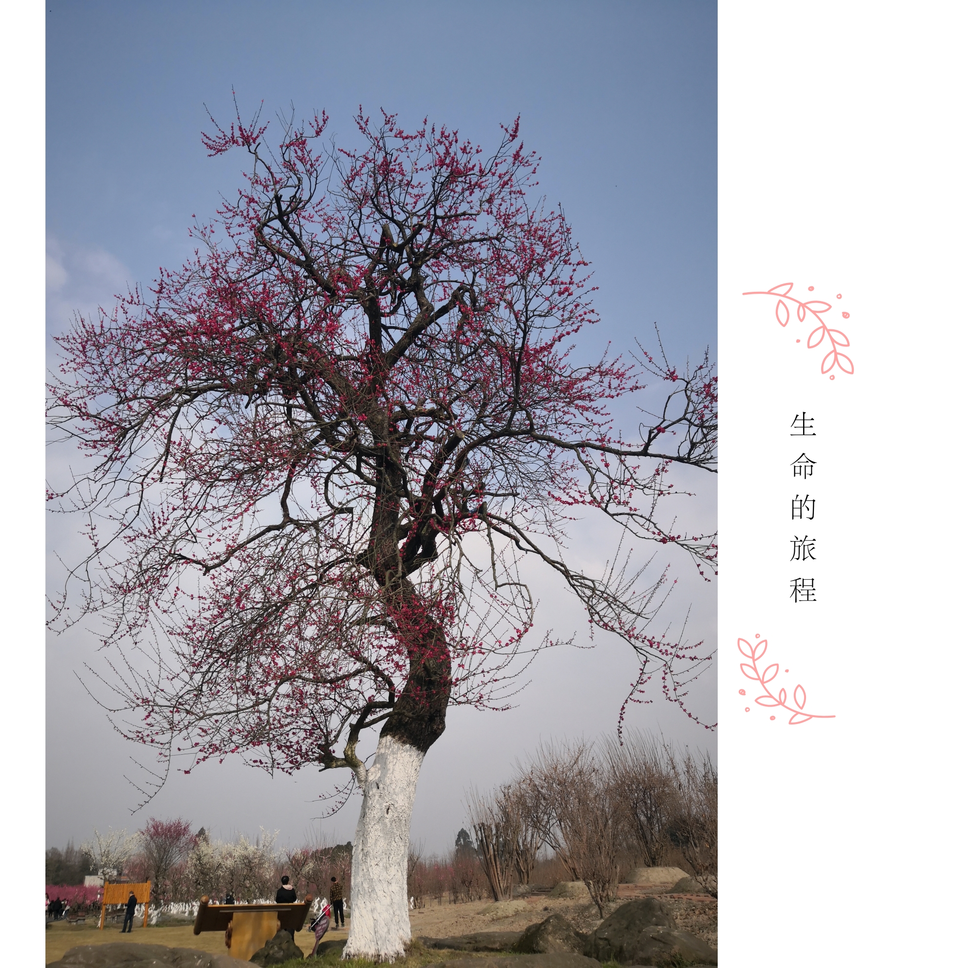 情人梅:在天愿做比翼鸟,在地愿做情人梅,该梅树龄百年有余,一棵为"