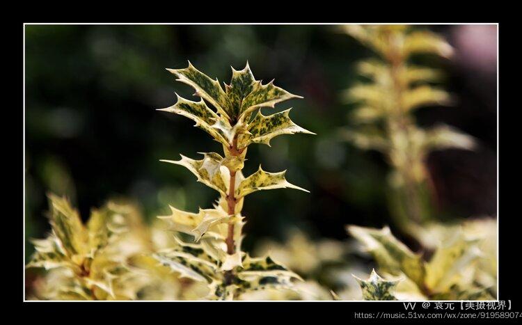 別名:刺葉桂,刺桂木犀科 oleaceae · 木犀屬 osmanthus