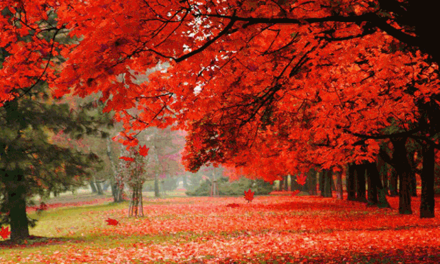 640_384gif 动态图 动图