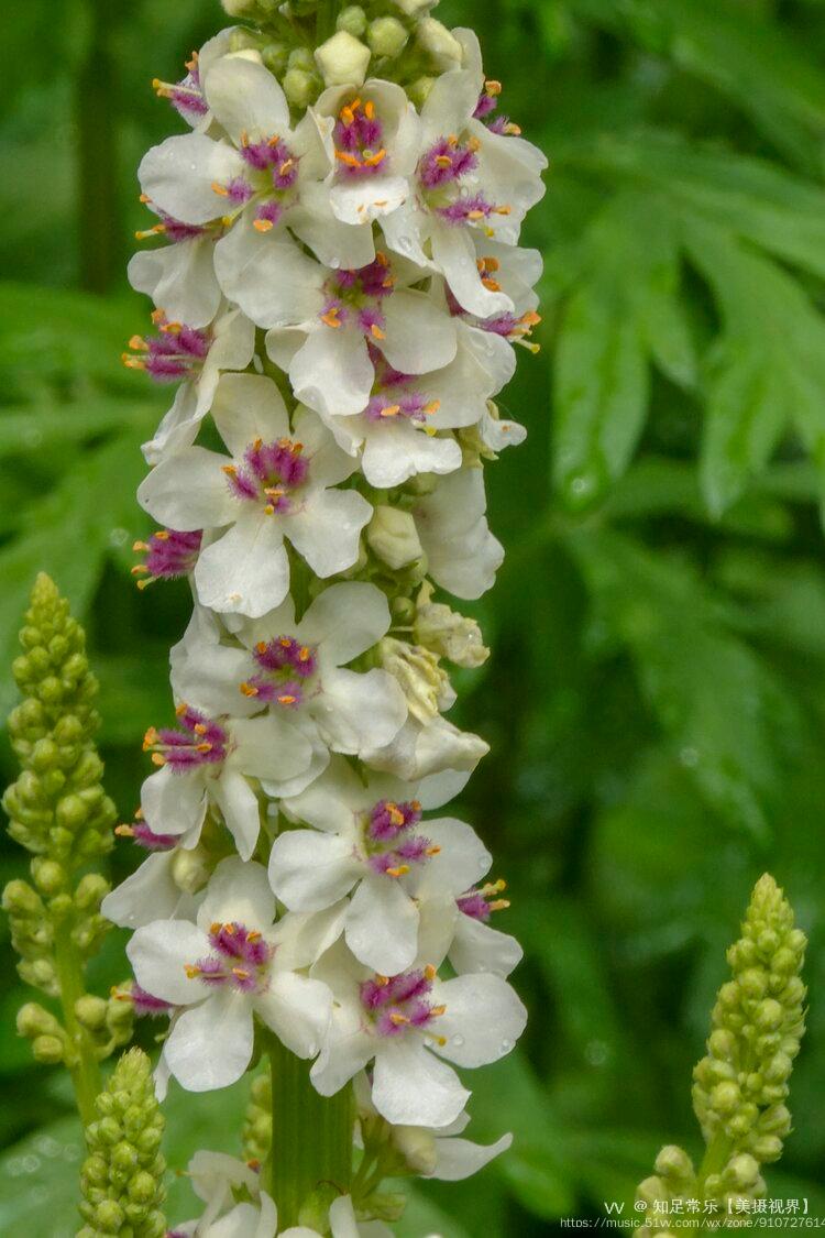 首发毛蕊花