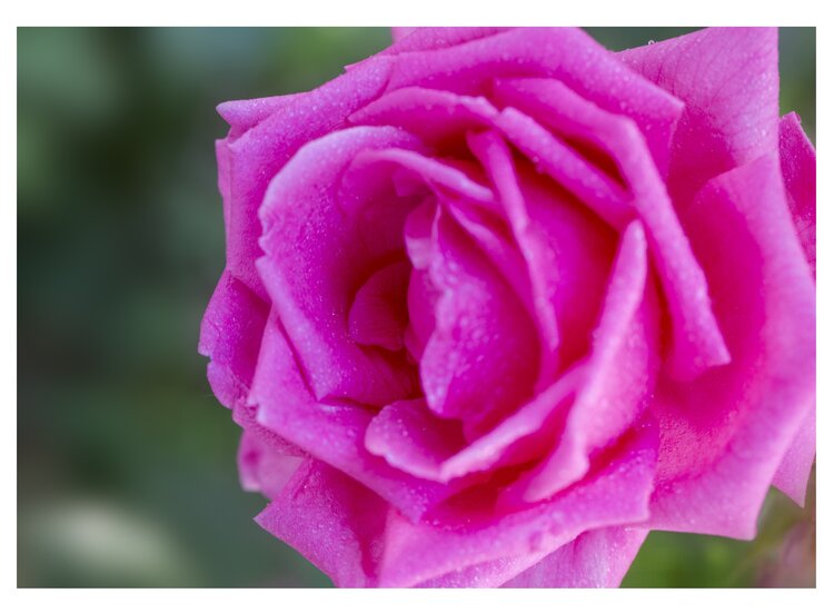 首发花中皇后一一月季