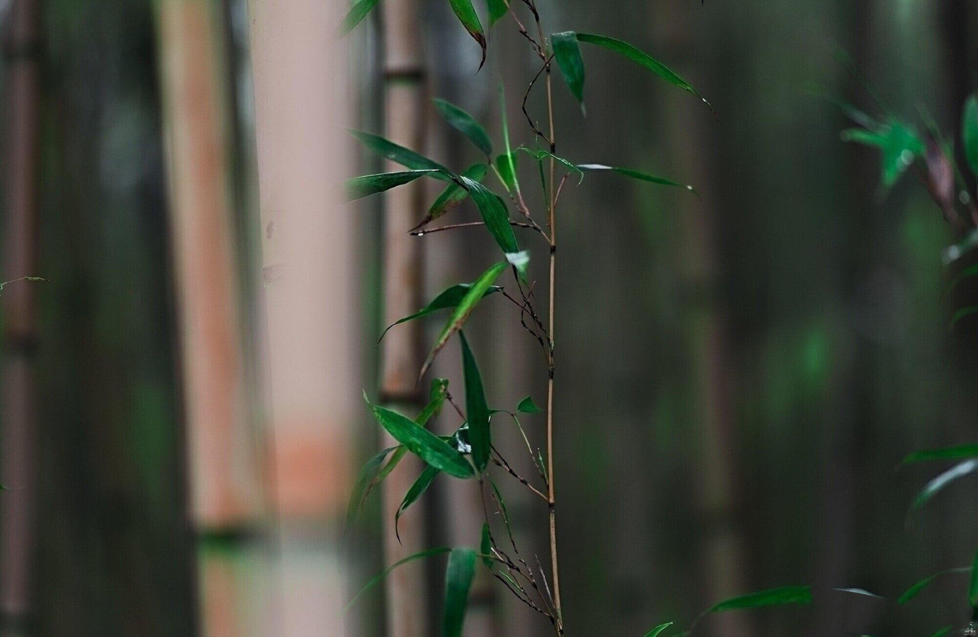 【西窗私语静竹清幽】首发