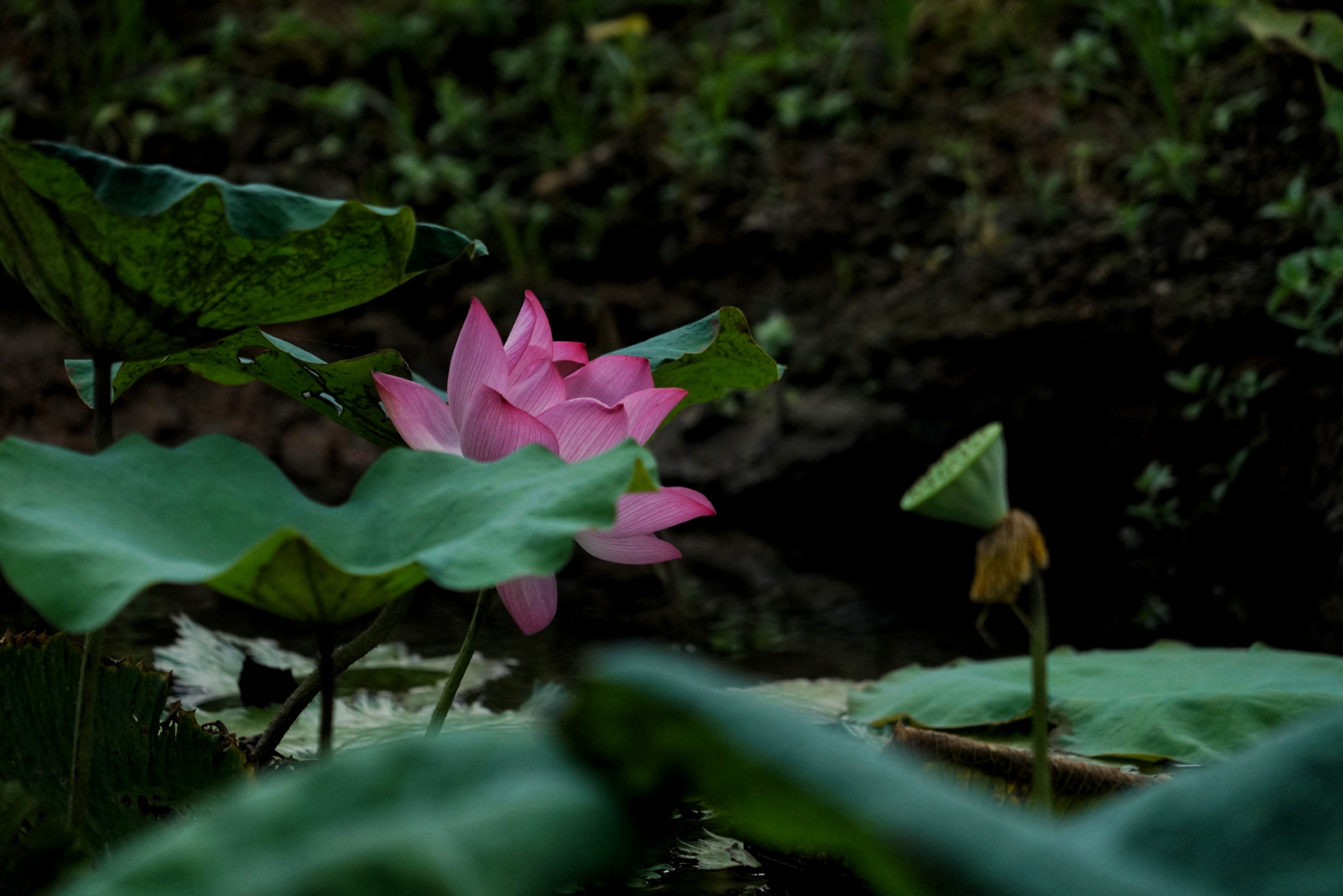 芙蓉照水弄娇斜