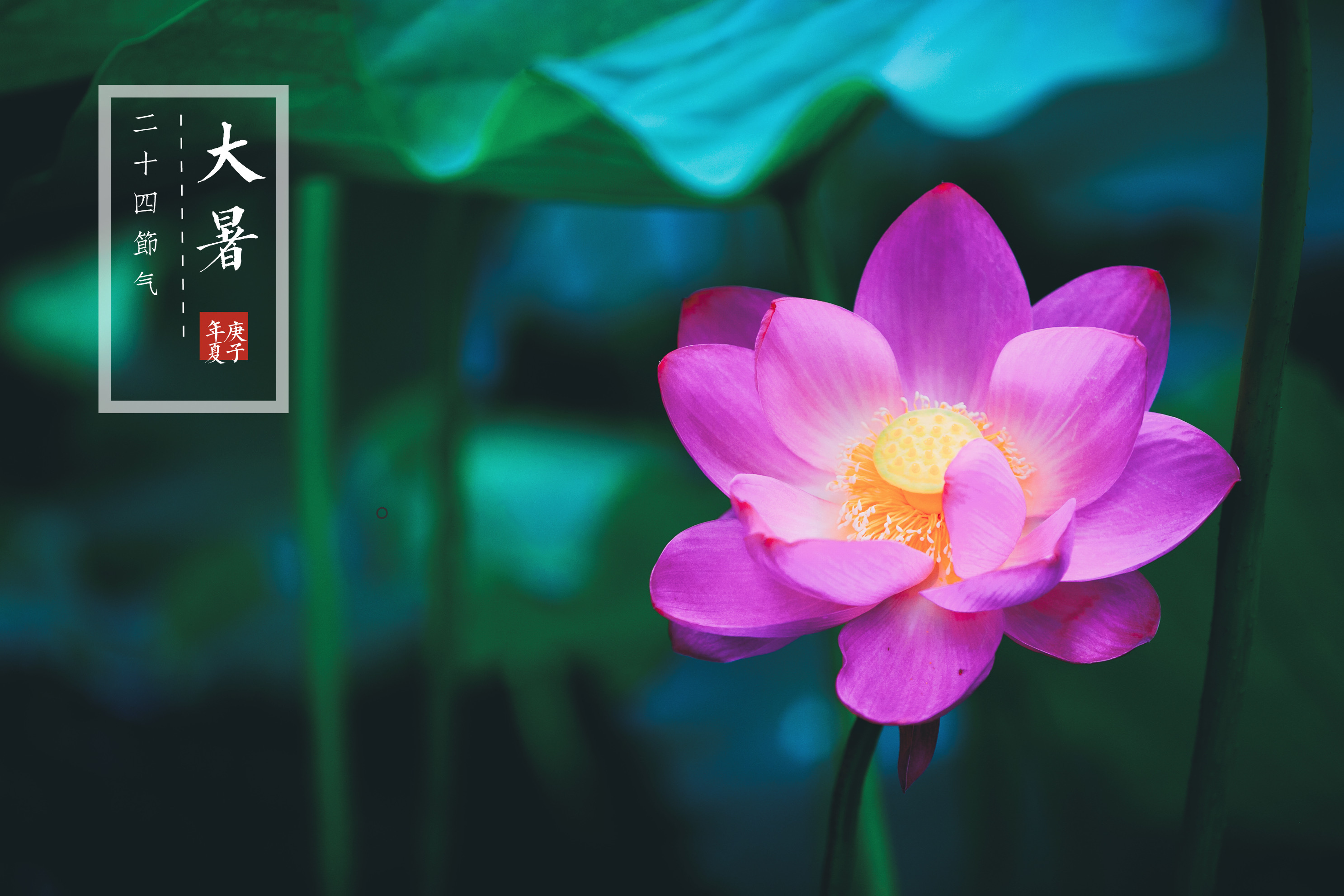 二十四节气——大暑《vv首发》