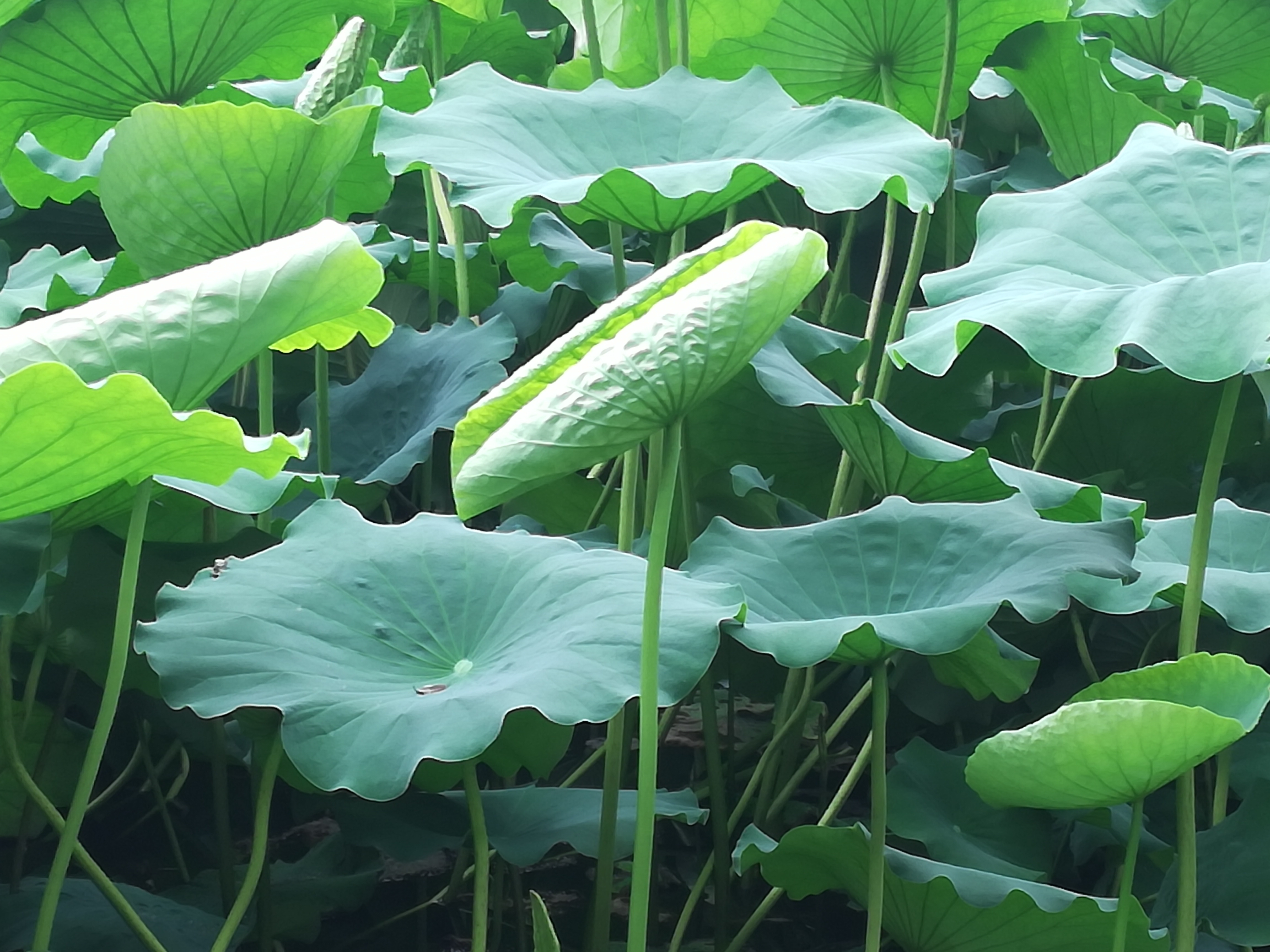 【原創首發】小荷田田葉