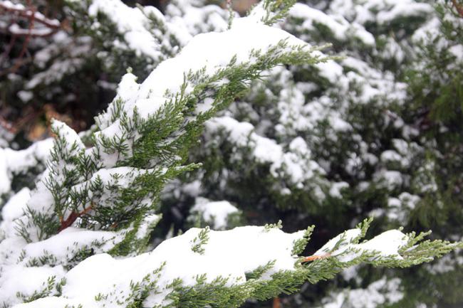 新韵 霏雪漫天游 缠绵不罢休 仙乡春意晚 落笔又添愁