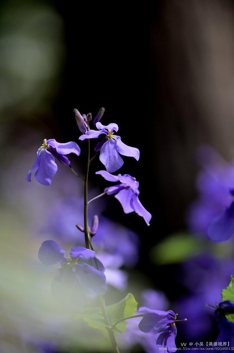 心叶诸葛菜图片图片