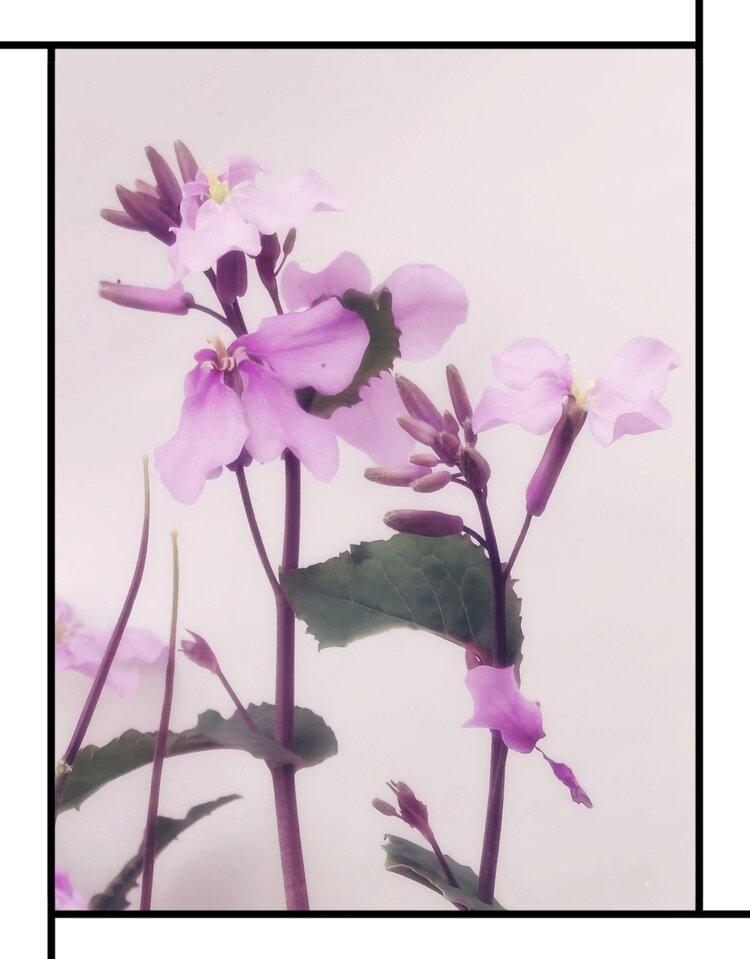 首发二月兰