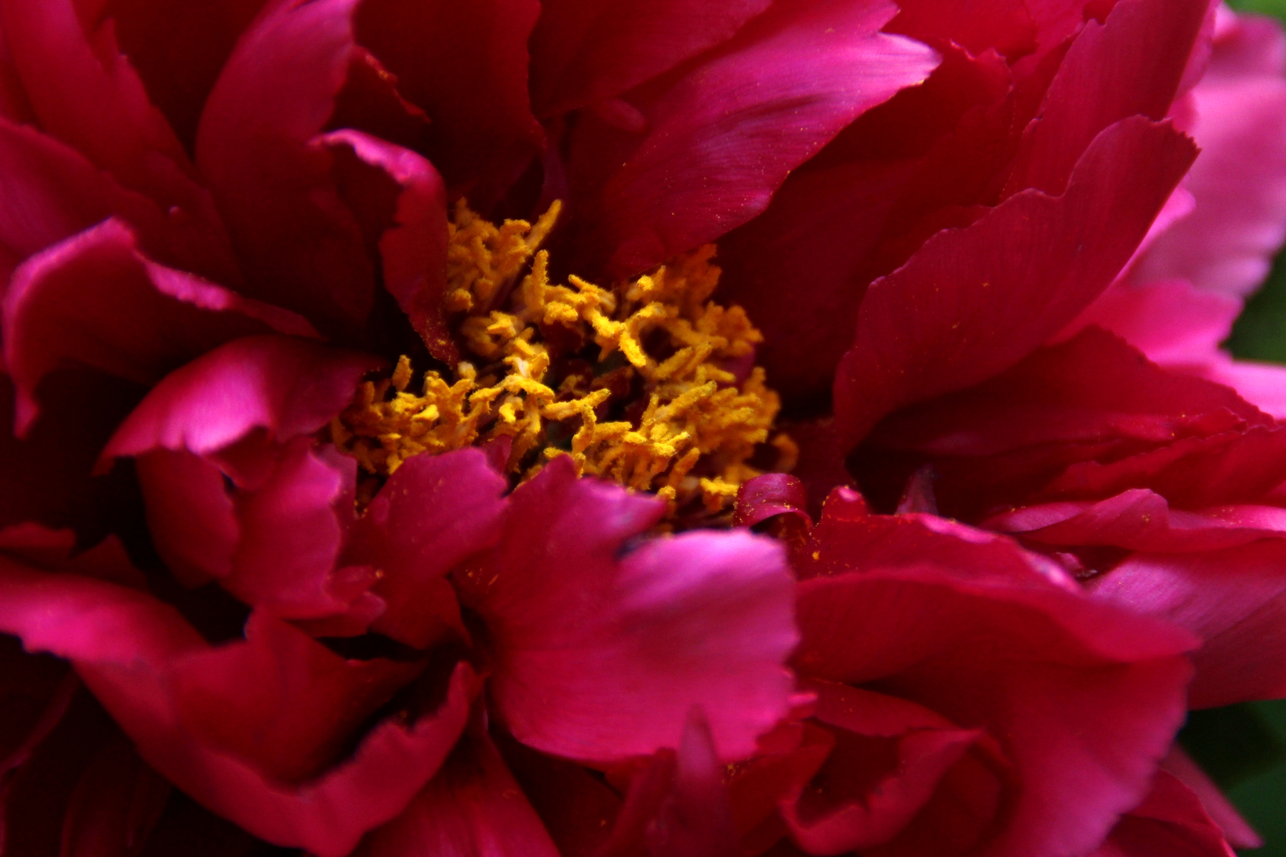 【首发】牡丹吐蕊任芬芳