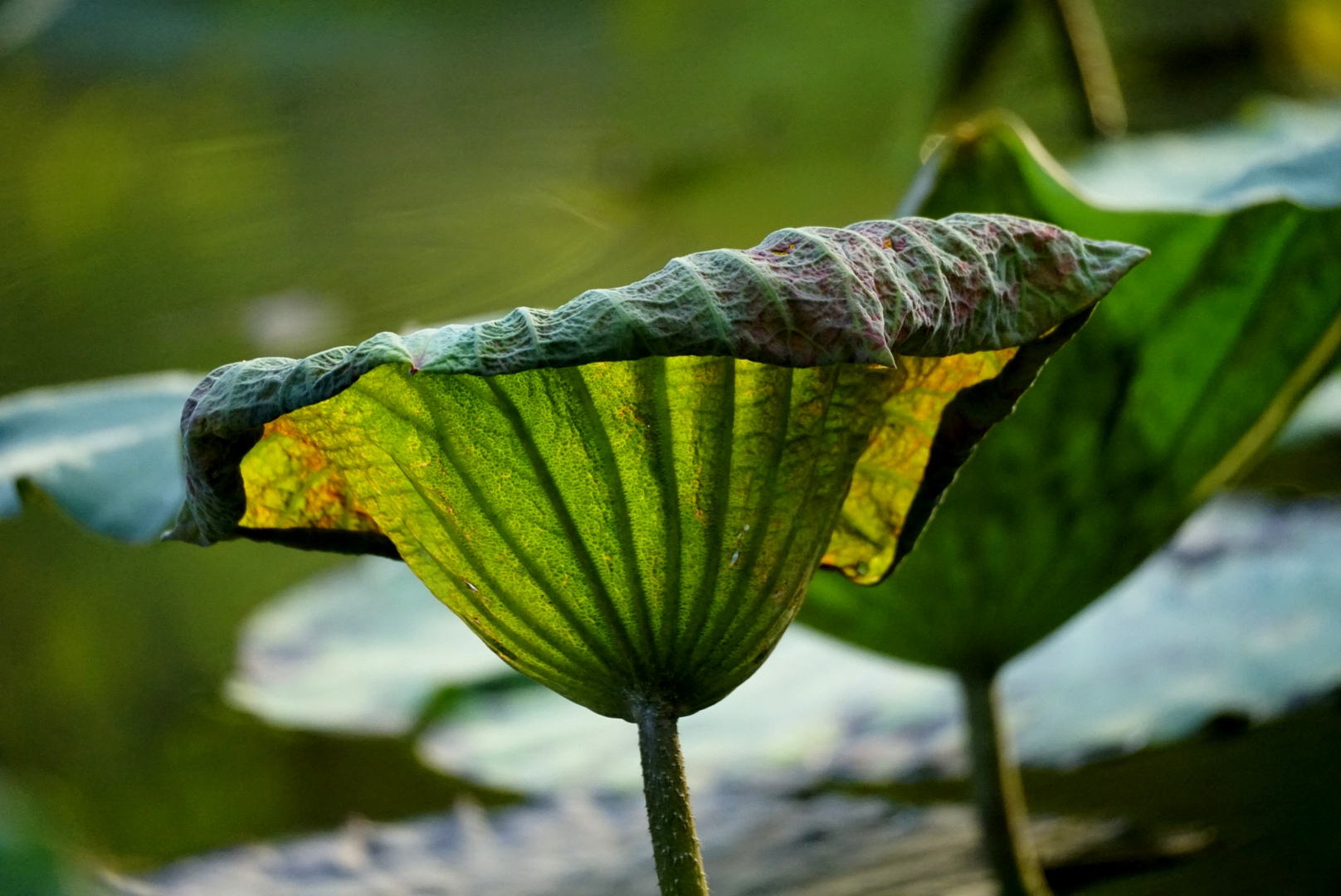 秋荷叶色【首发】