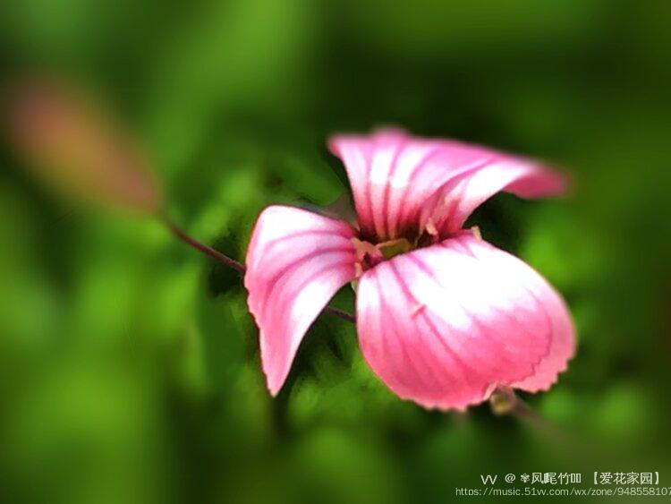 野草花6麥藍菜