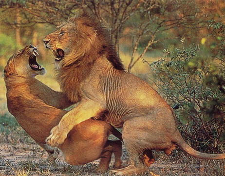 【老头观点人类的本性(一)】