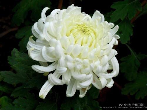 香茗缕缕,冥银焚瞬成灰.驾鹤双亲去,西风泣,日落星晖.陌上残花切念随.