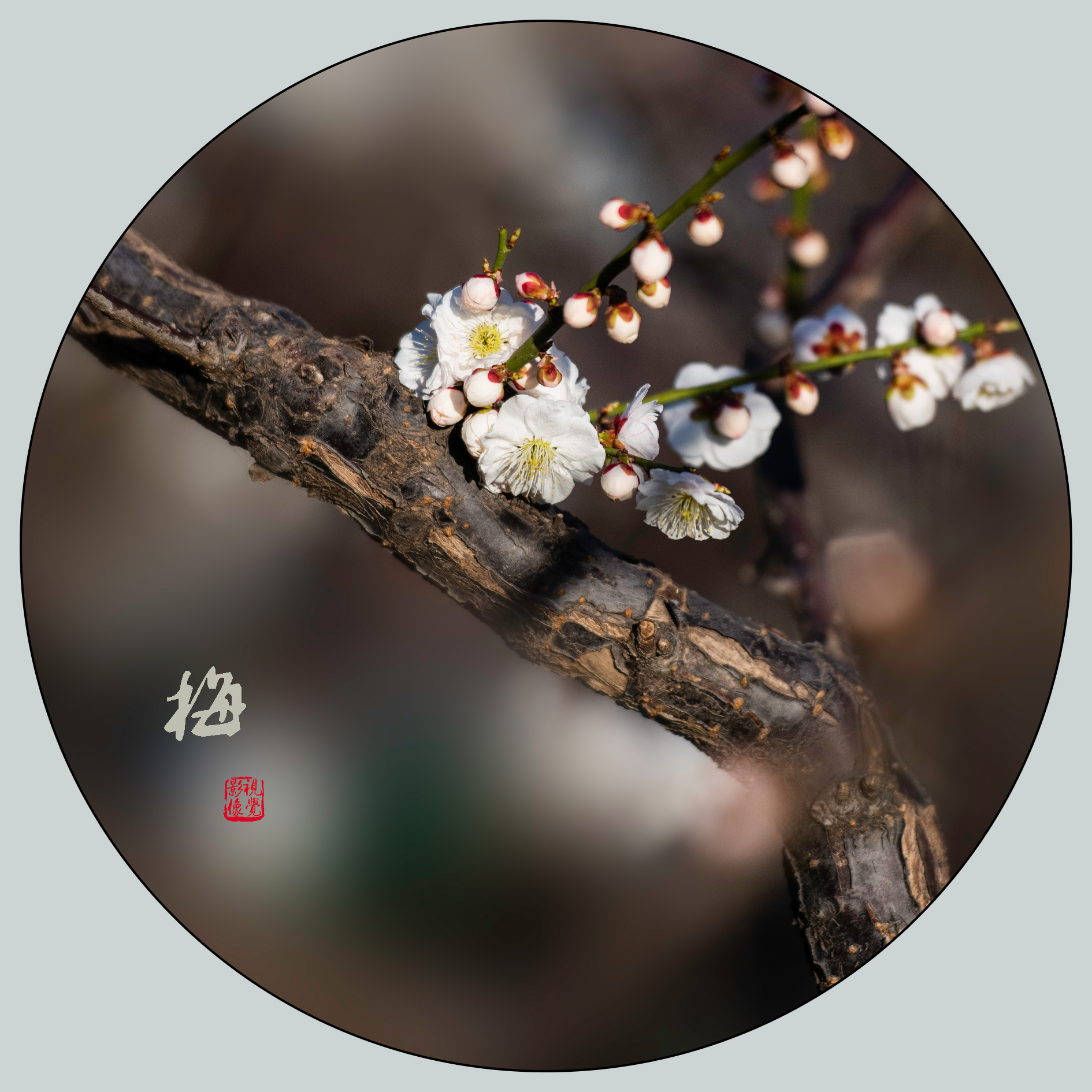 陆游(宋)  当年走马锦西城,曾为梅花醉似泥