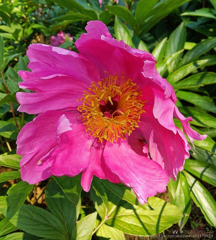 红色芍药花【首发】