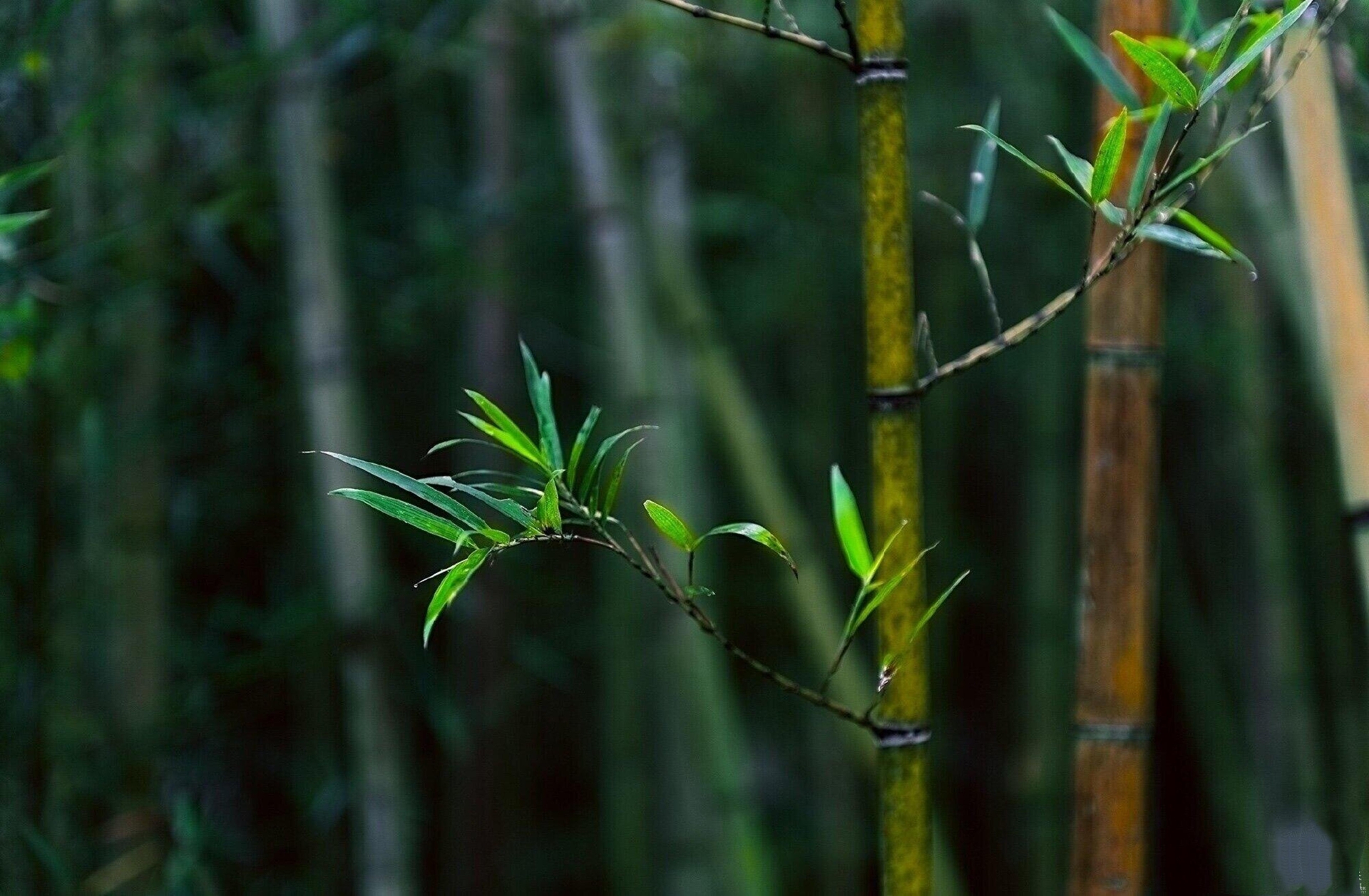 【西窗私语静竹清幽】首发