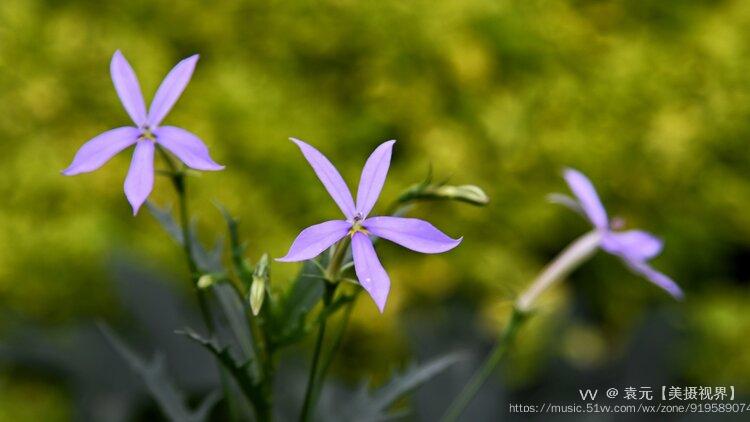 彩星花别称为:流星花,麻辣草,许氏草,腋花同瓣草.