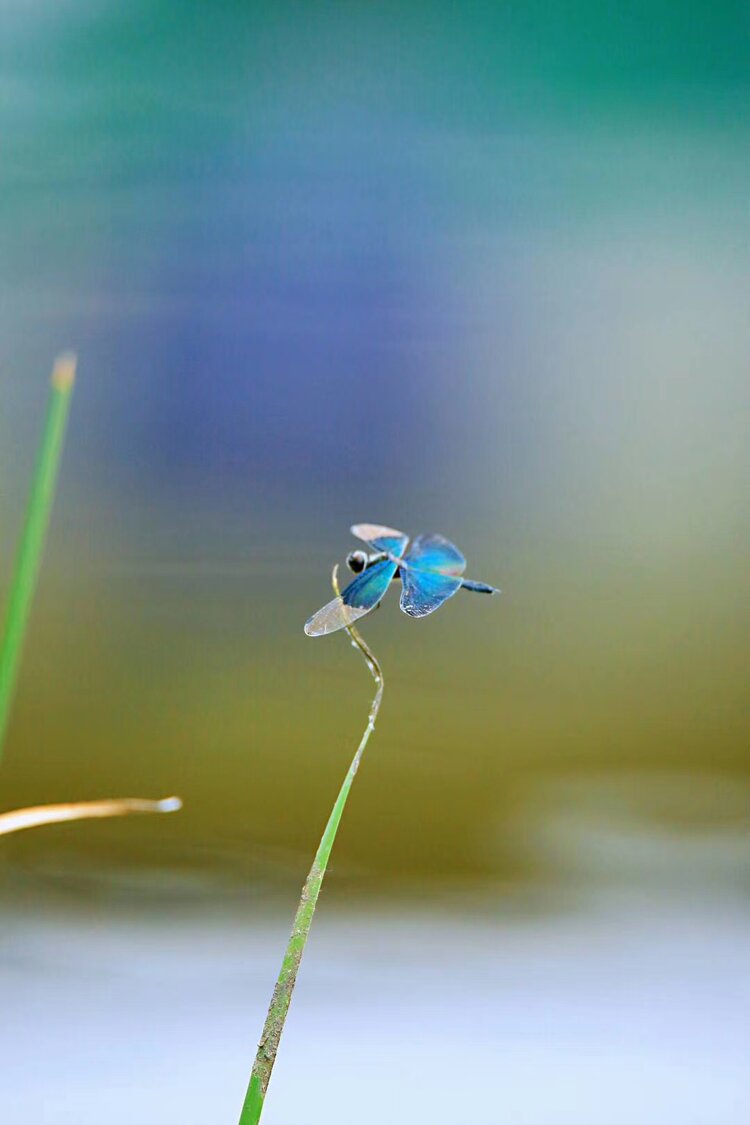 蜻蜓立水溏