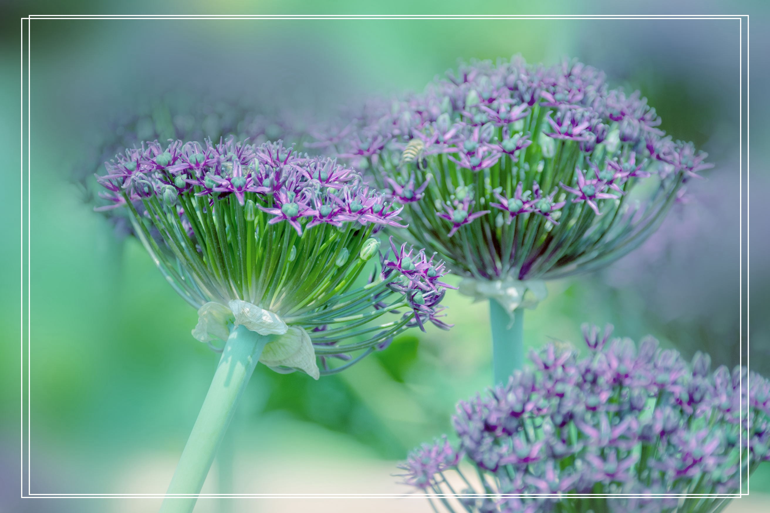 聪明可爱大花葱(首发)