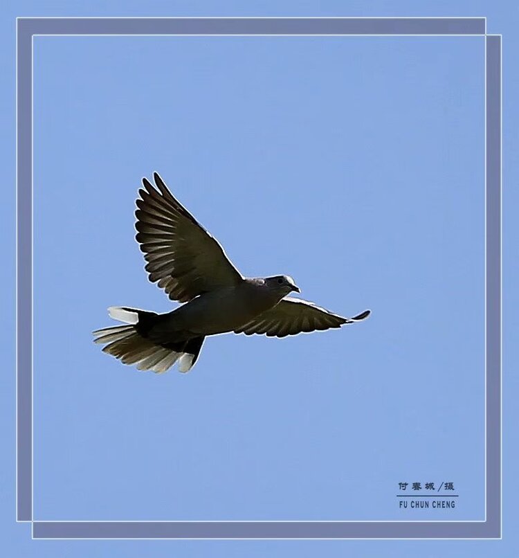 (原创首发)飞翔的布谷鸟