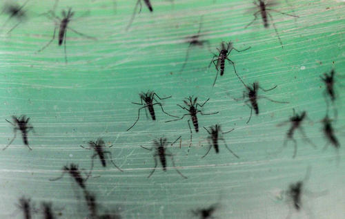 蚊子图片来源网络