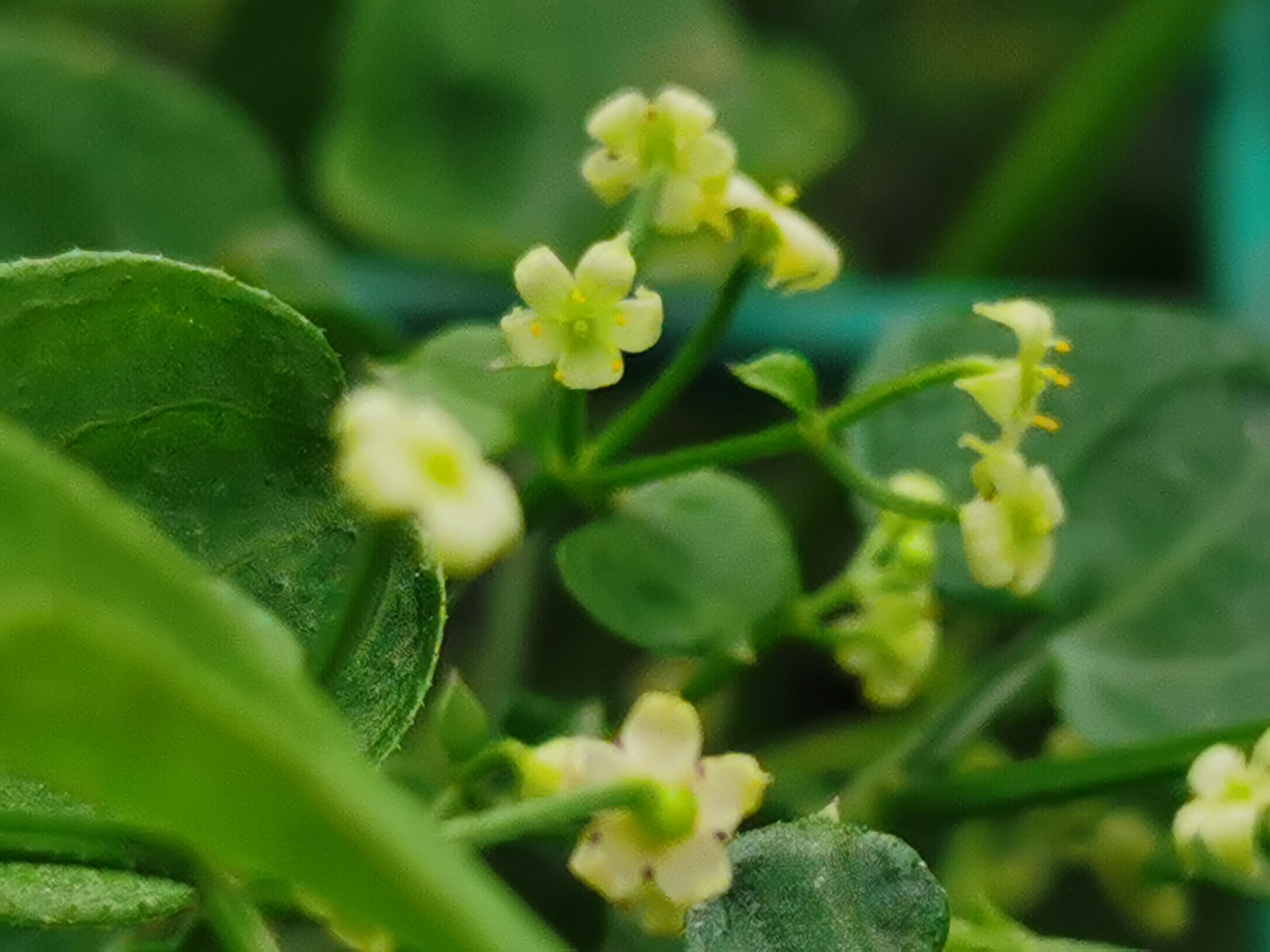(原创首发)初遇茜草(宁静向暖)