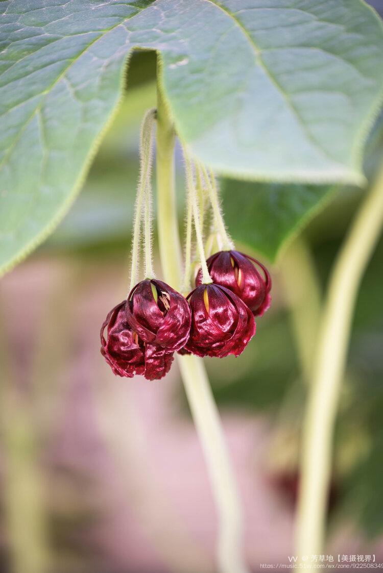 首发珍稀濒危植物八角莲