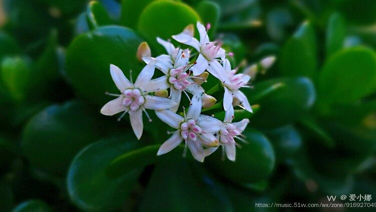 院子裡的燕子掌開花了.