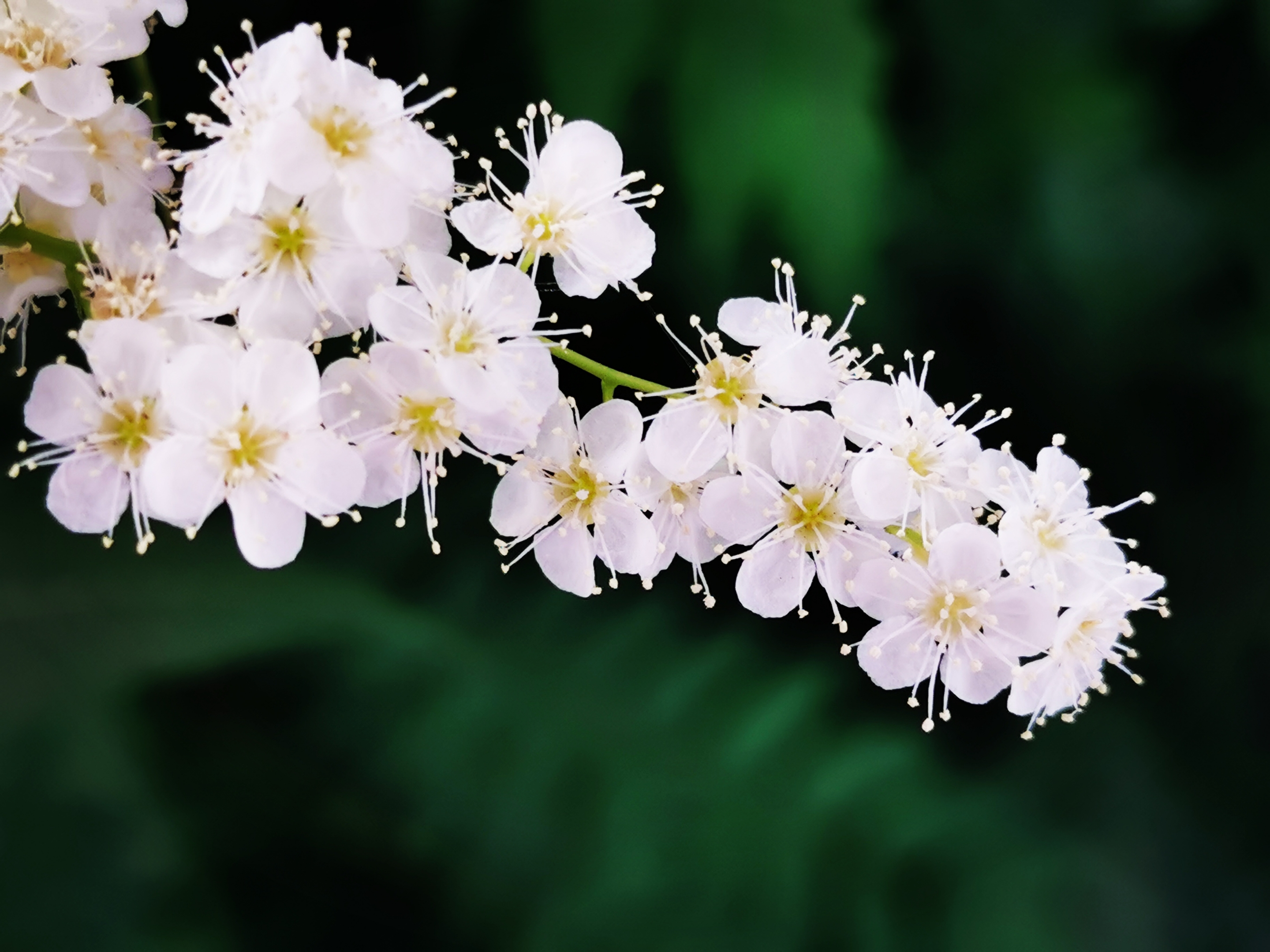 【原创首发】心中的珍珠梅(宁静向暖)