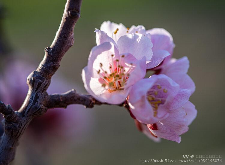 杏花的花語是嬌羞可愛,愛慕之情和幸運的徵兆.