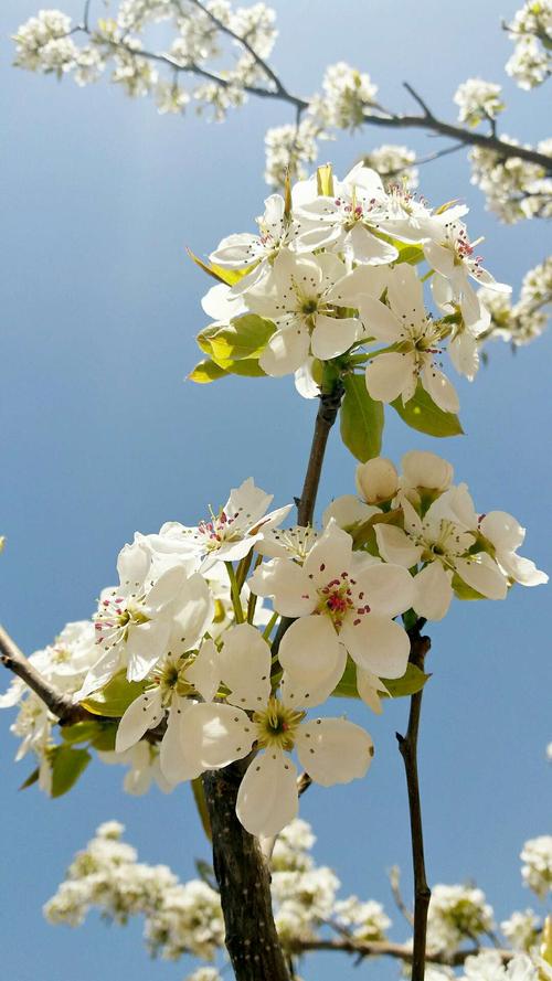 填词/缘妹儿采桑子  梨花赞图片来源:网络(北镇老乡)文字:缘妹儿