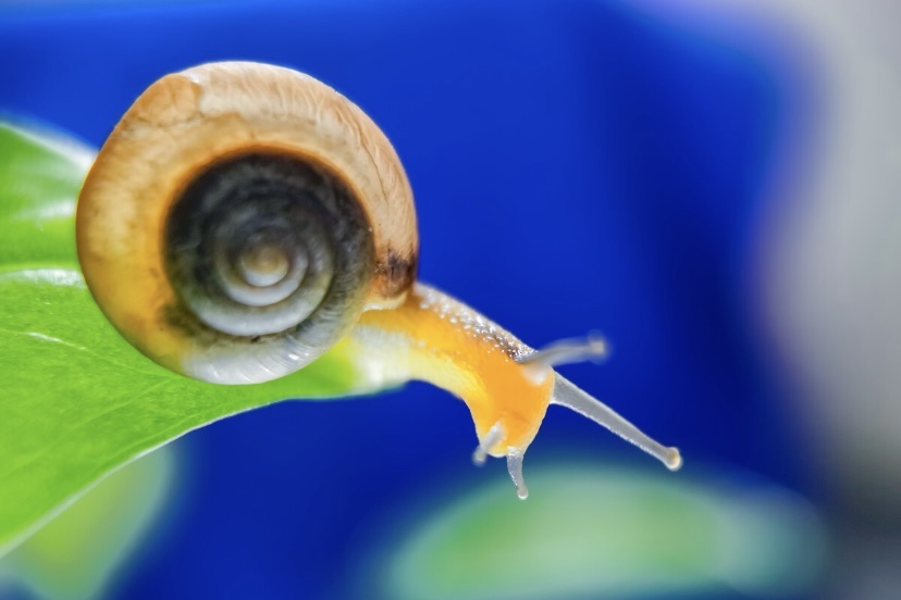 【首发】一只蜗牛(一)