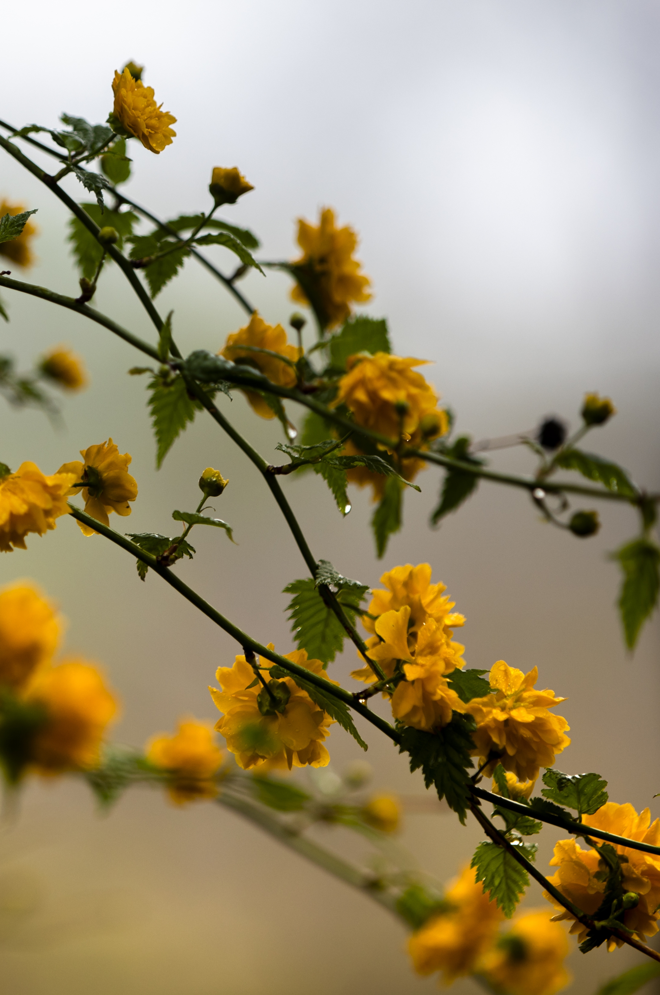 棠棣象征什么(棠棣为什么象征兄弟)