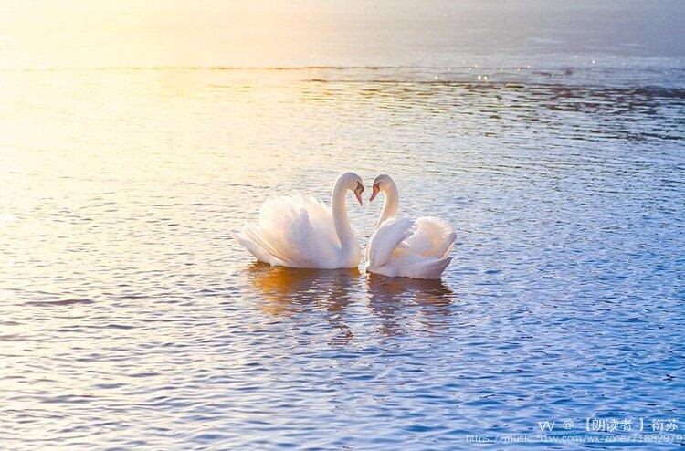 天鹅的爱情故事文字浩然