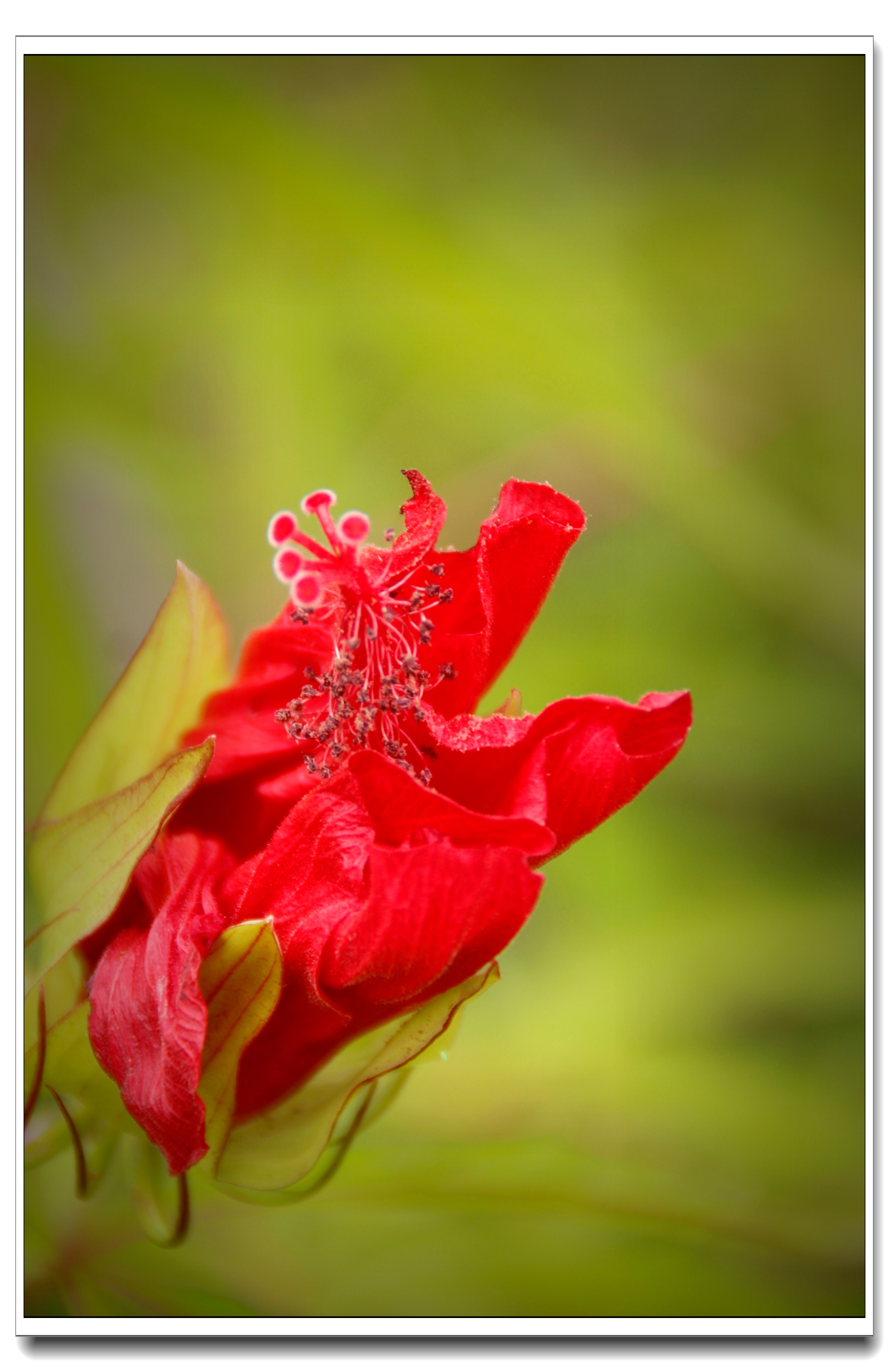 【首发】热情似火的红秋葵