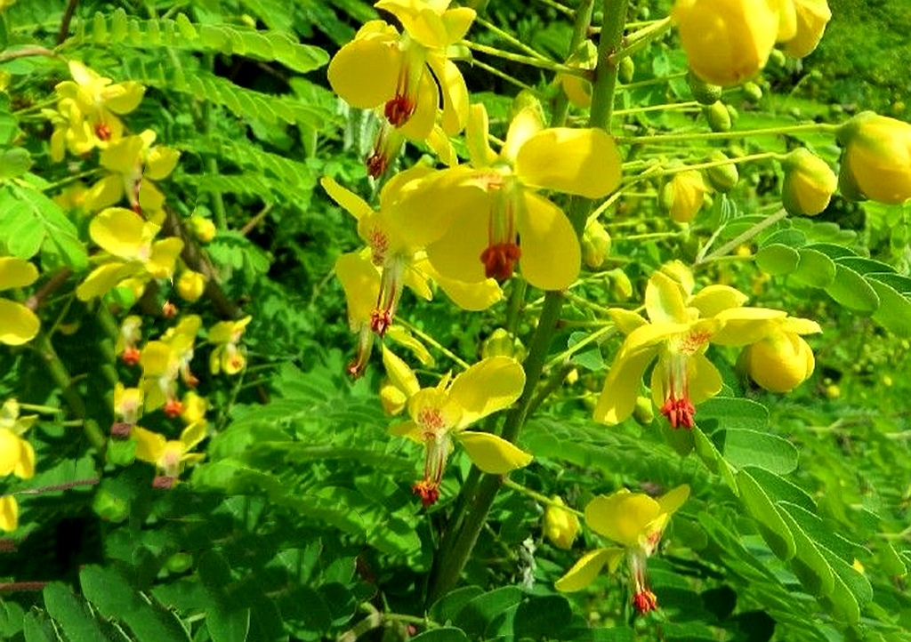 作为一味用途广泛的中药材,云实