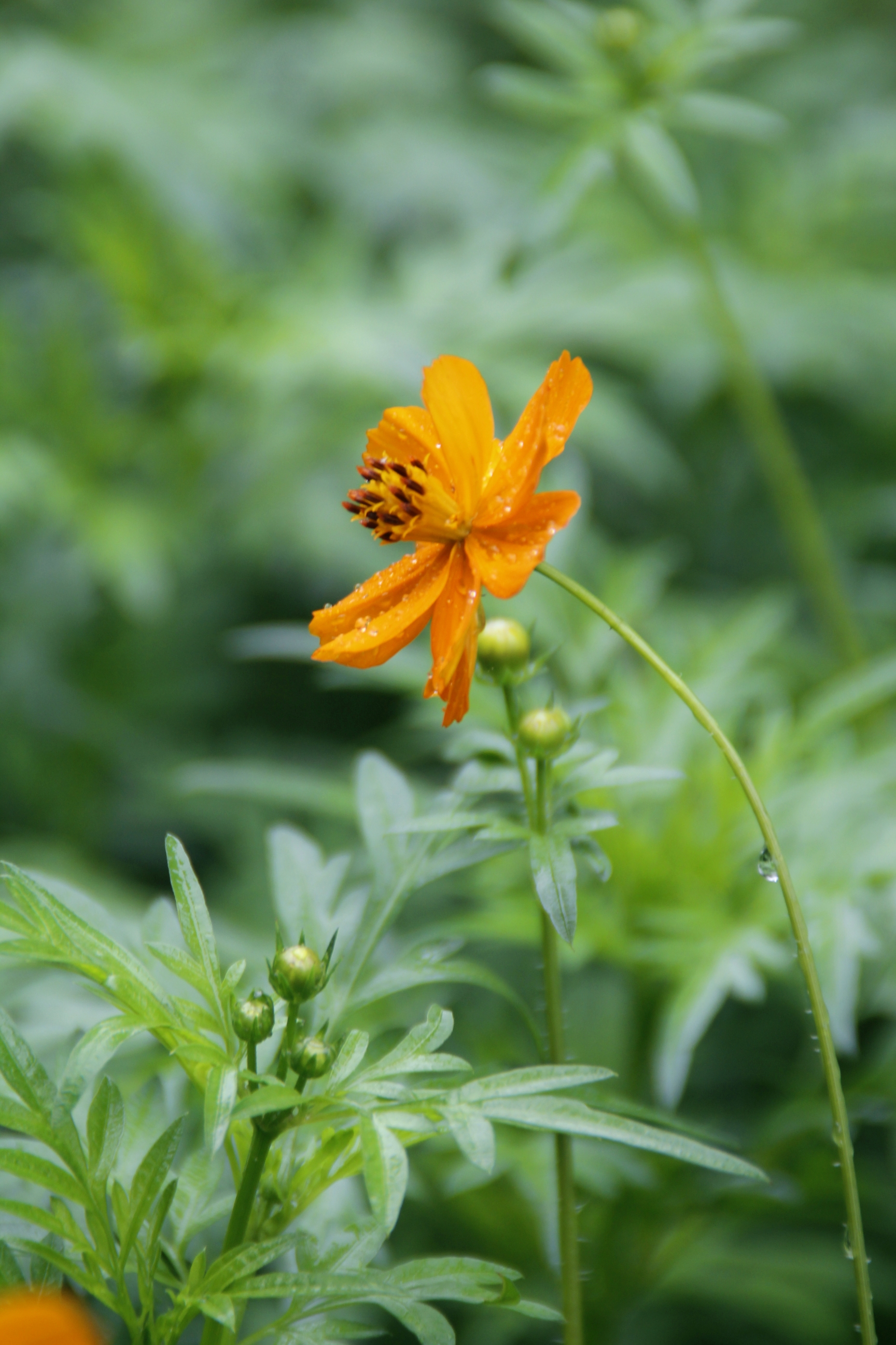 【首发】硫华菊