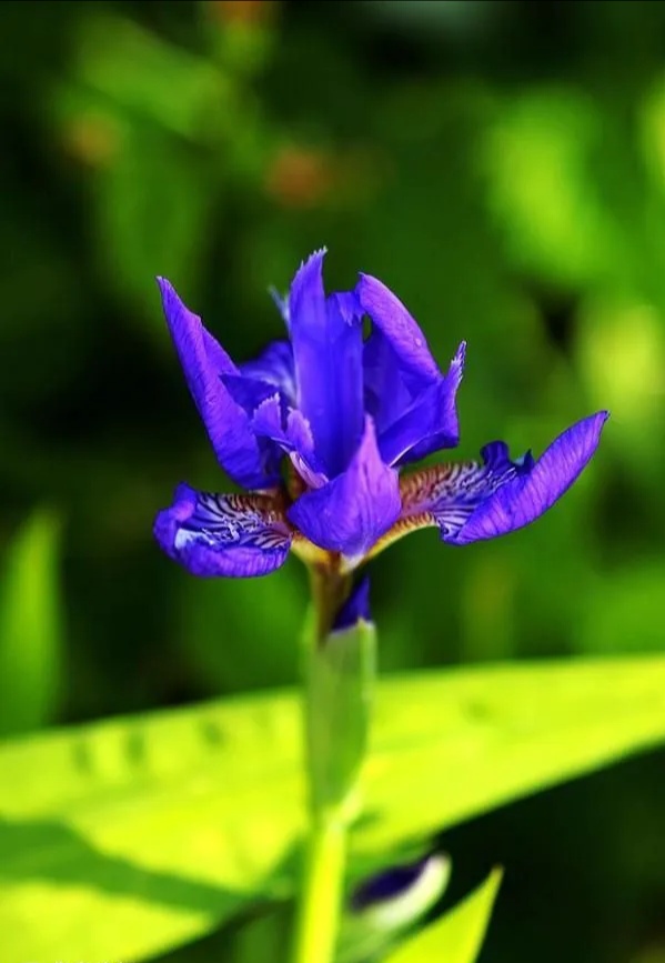 會唱歌的鳶尾花