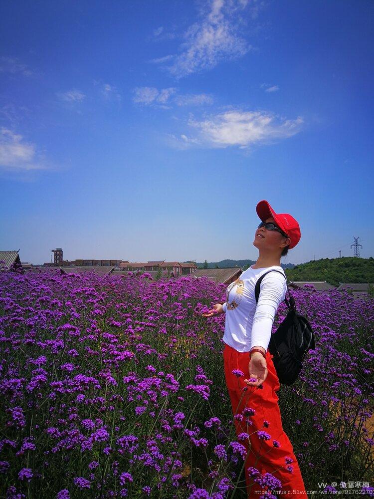 原創首發藍天下白雲間花海中