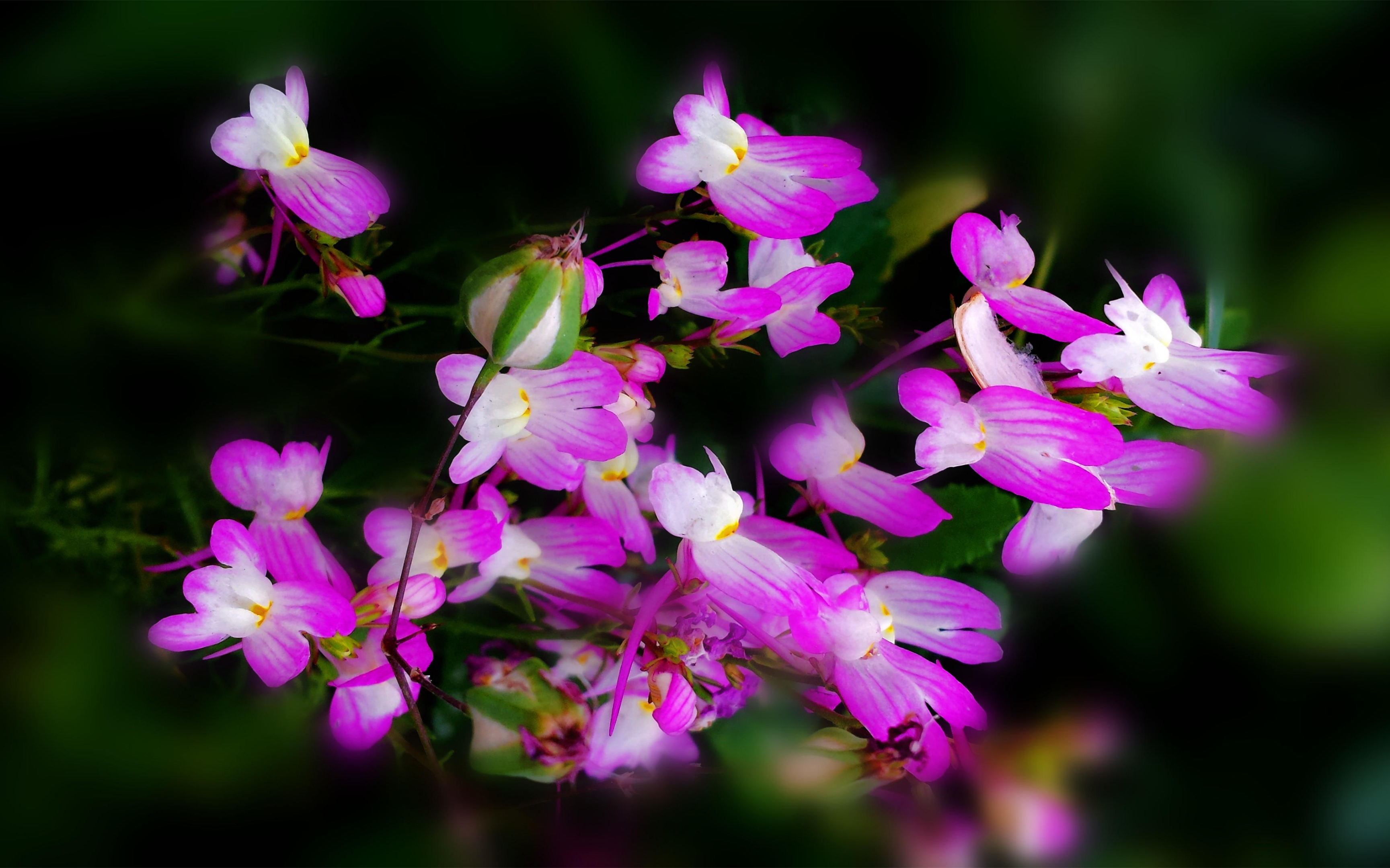 色彩斑斓的柳穿鱼