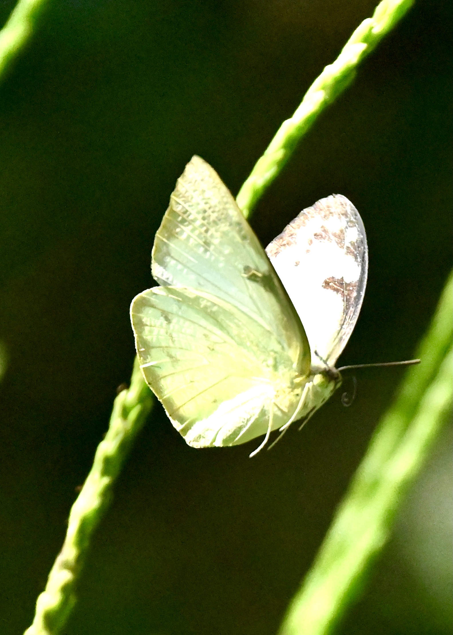 迁粉蝶〔首发〕