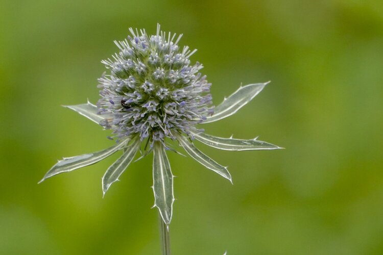 首发扁叶刺芹一