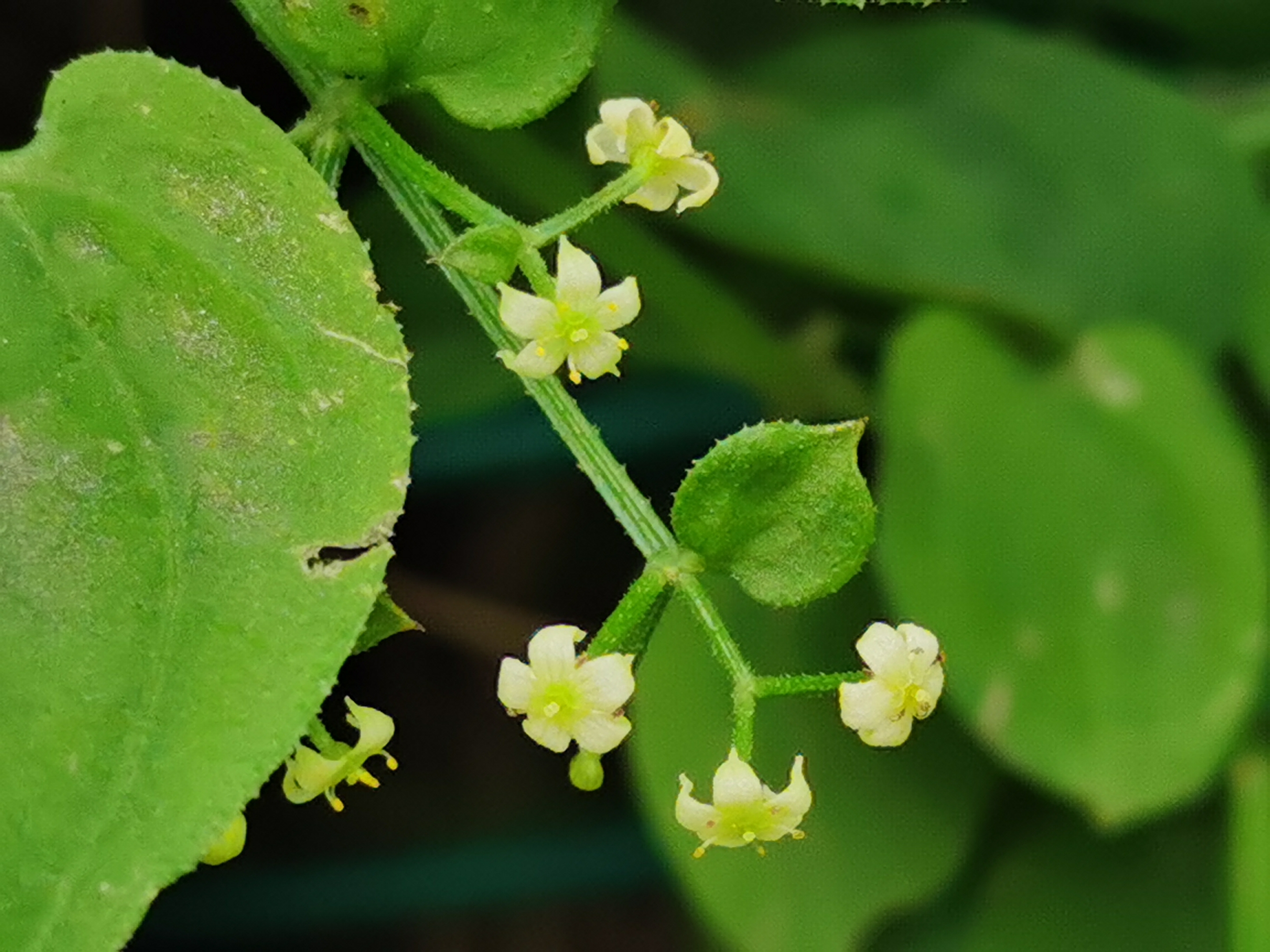 (原创首发)初遇茜草(宁静向暖)