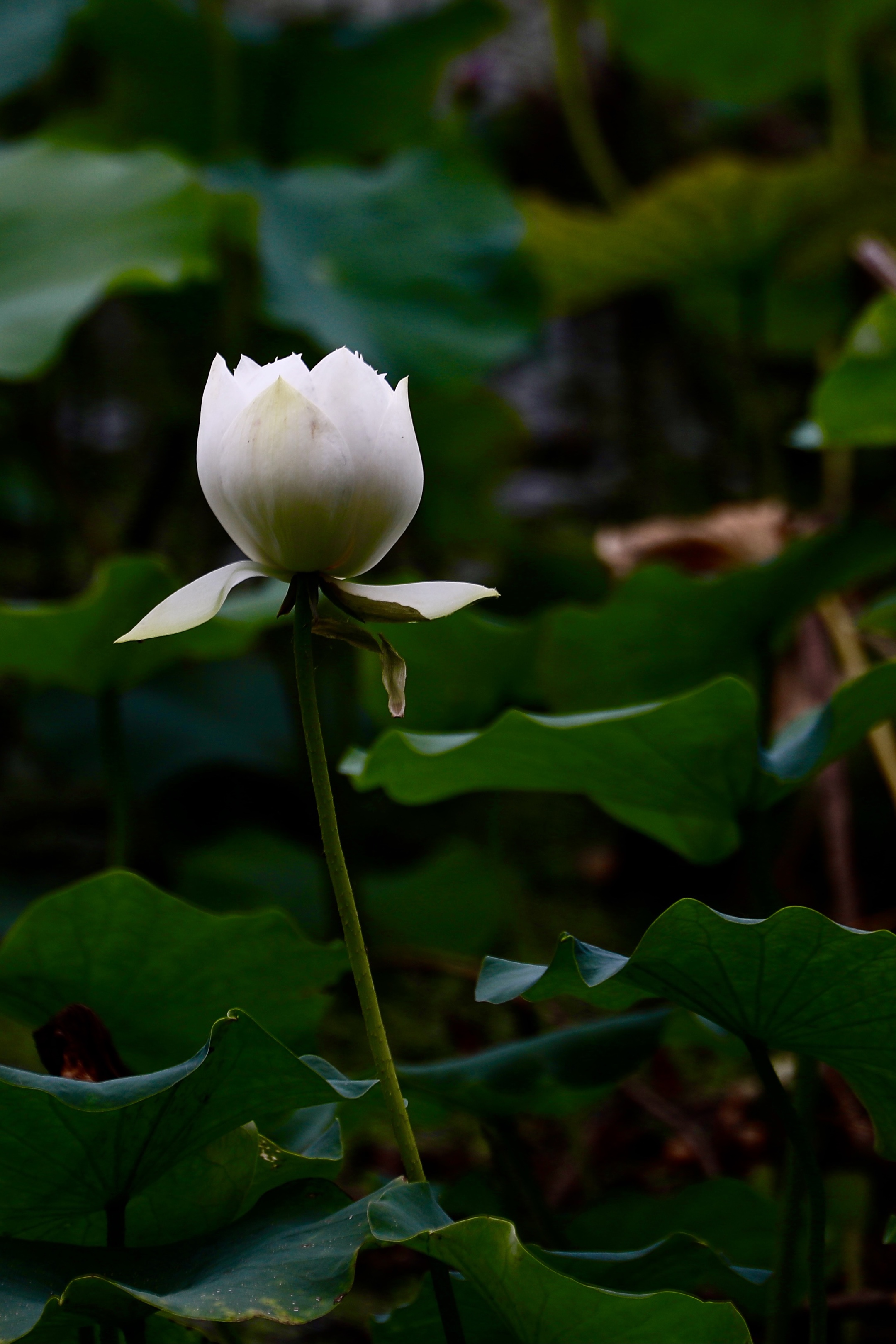 风摆荷叶催花开