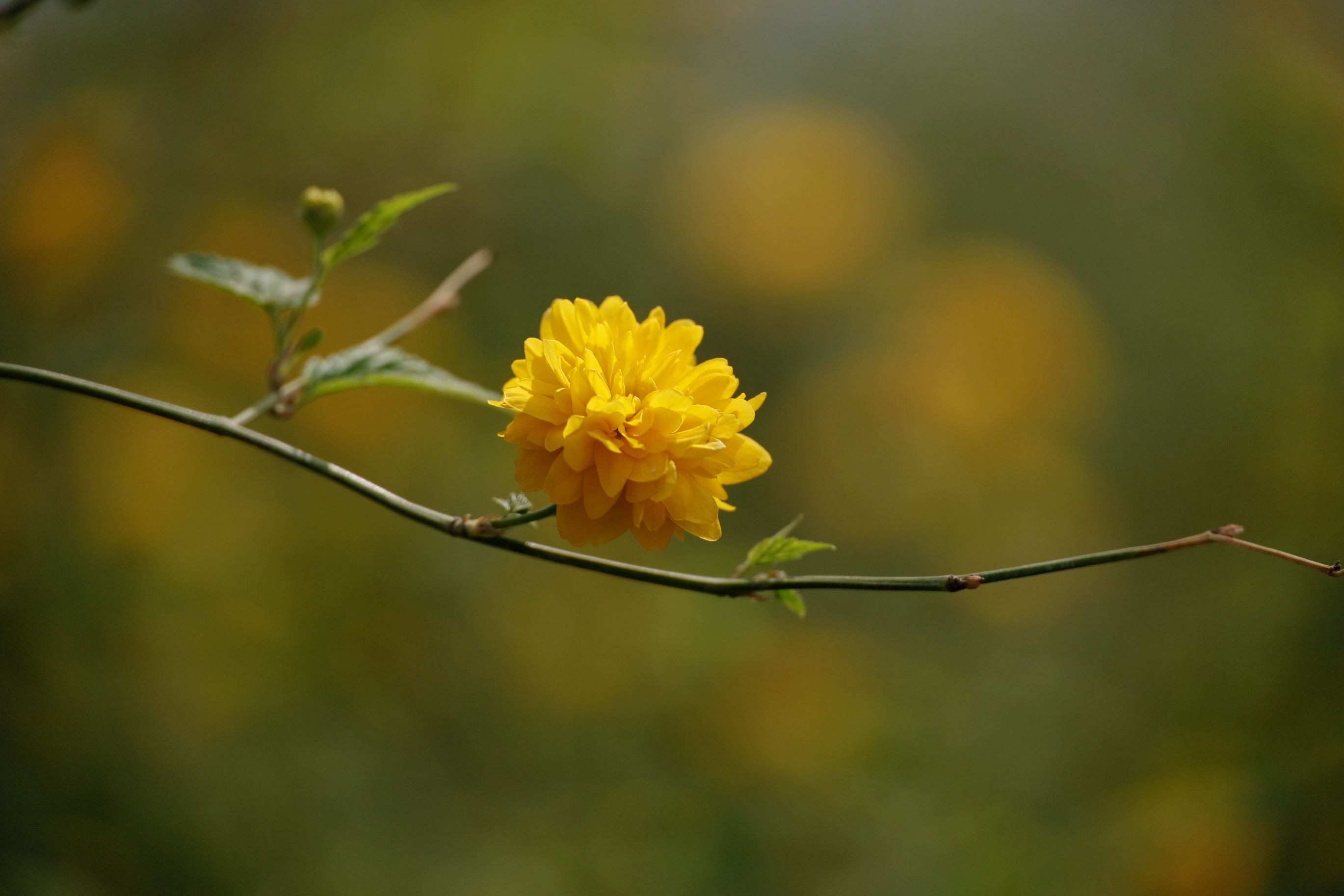 叶卵形或三角形,先端渐尖,基部截形或近圆形,边缘有重锯齿,上面无毛或