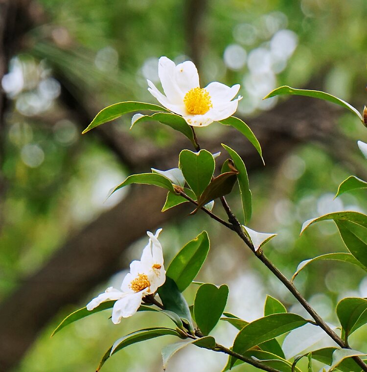 冬日里的茶树花首发