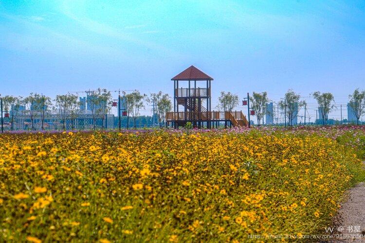 济南到齐河也就一个小时的车程,在这里看花是免费的,花海相邻美食小镇