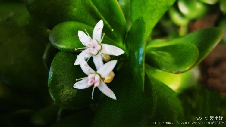 院子裡的燕子掌開花了.