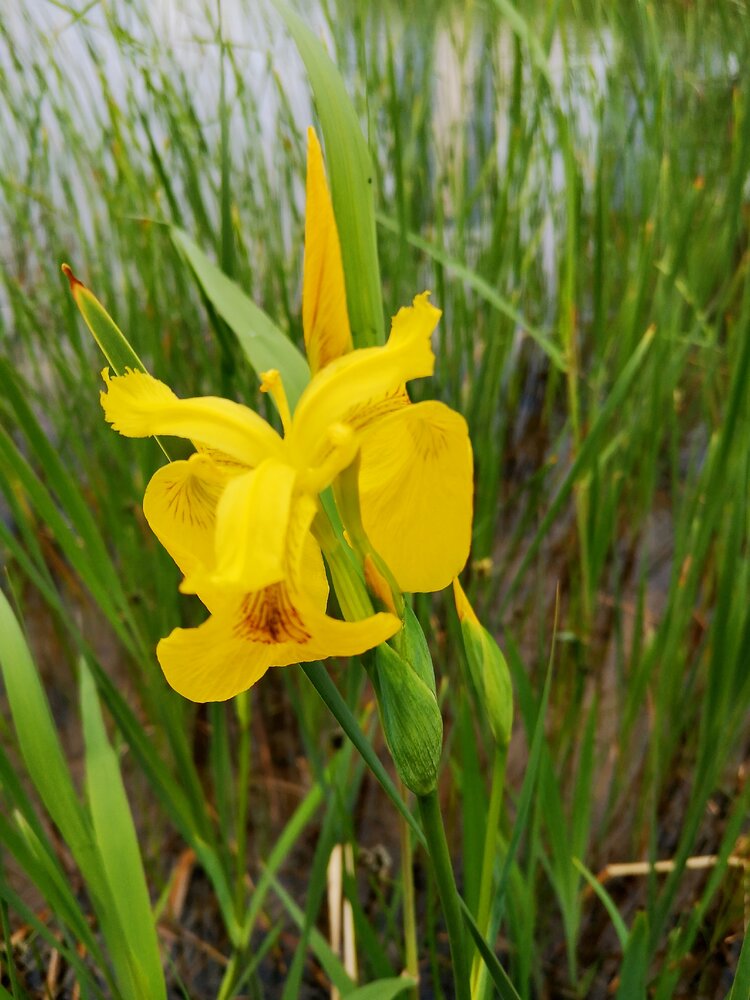 首发黄扇鸢尾